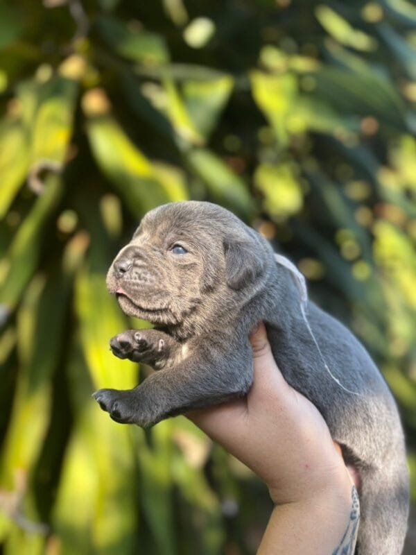 Cane Corso Macho – Fita Vermelha - Imagem 3