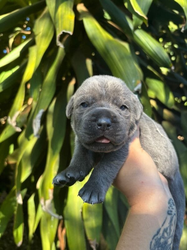 Cane Corso Macho – Fita Vermelha - Imagem 4