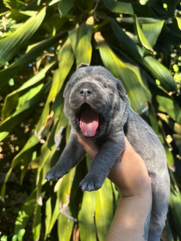 Cane Corso Macho – Fita Vermelha - Imagem 5