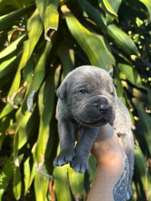 Cane Corso Macho – Fita Vermelha - Imagem 6