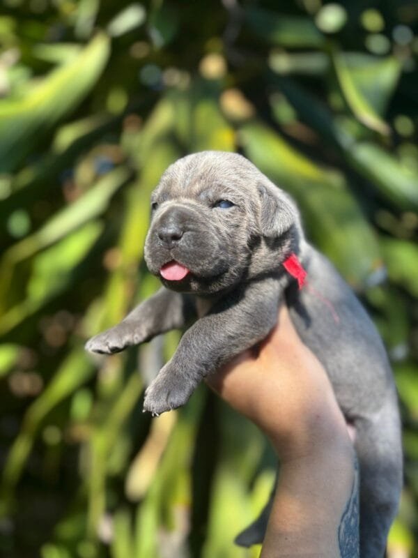 Cane Corso Macho – Fita Vermelha - Imagem 8