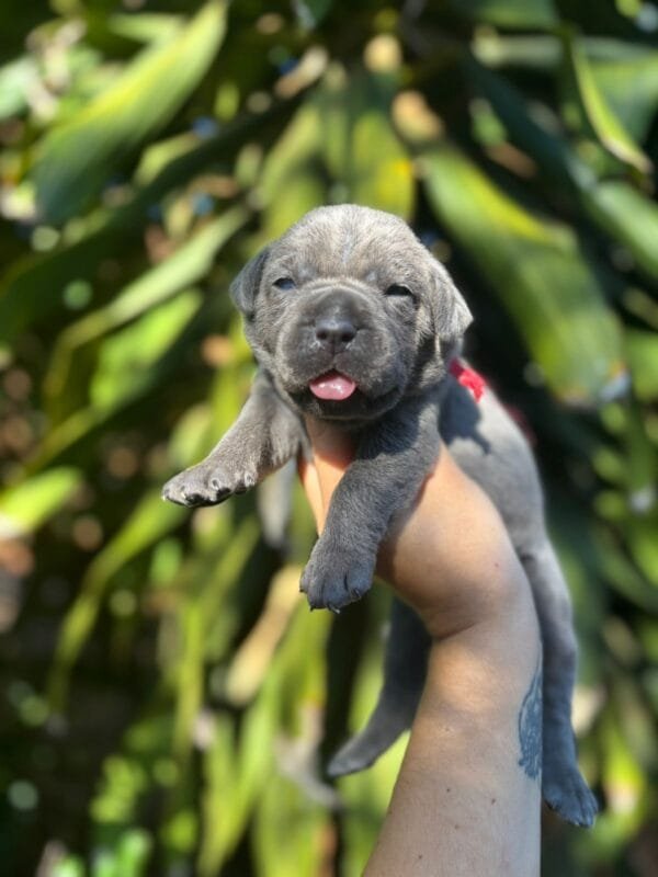 Cane Corso Macho – Fita Vermelha - Imagem 9