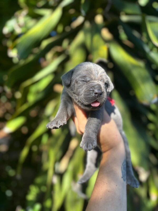 Cane Corso Macho – Fita Vermelha - Imagem 10