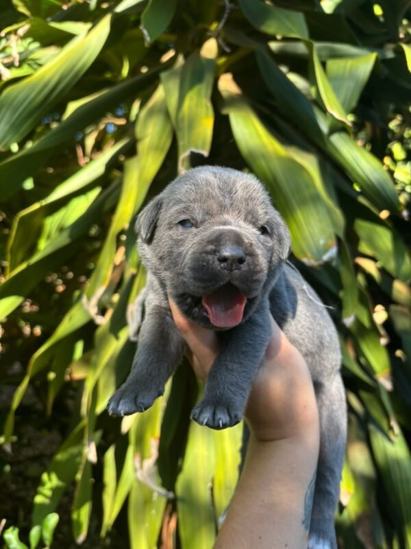 Cane Corso Macho – Fita Vermelha